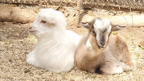 Kid goats Stock Footage 345571217