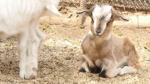 Kid goats Stock Footage 345571934