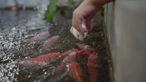 Kid hand feeding fish Stock Footage 117329992