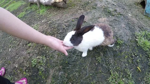 A kid hand feeding Little rabbit in the garden Stock Footage 99578341