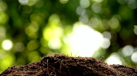 Kid hand gardening Stock Footage 51801970