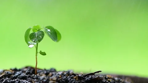 Kid hands take care of young plant tree sprout, Stock Footage 97769840