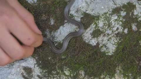 Kid hands trying to catch small smooth snake (Coronella austriaca) Video stock 141354589