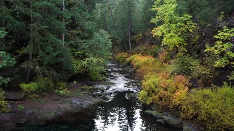 Kid hiker exploring deep forest at fall Video stock 279731838