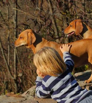 Kid with his dogs Stock Photos