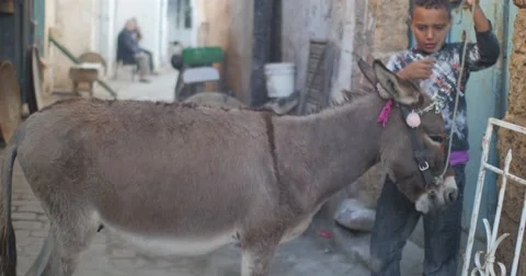 A kid with his donkey Video stock 58659685