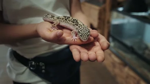 Kid holding gecko. Stock Footage 194249729