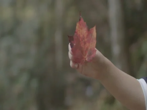 Kid holding Red Leaf in forest Stock Footage 81141535