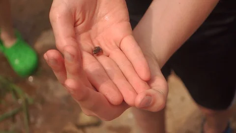 Kid Holding Small Frog Hands Stock Footage 123506855