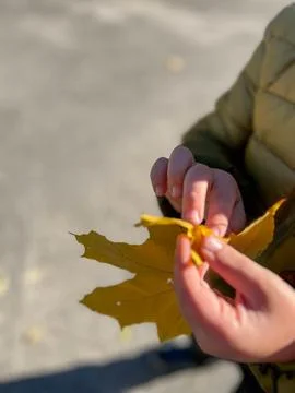 Kid holding a yellow maple leaf in autumn Stock Photos