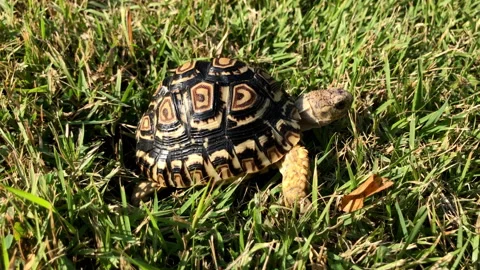 Kid kenya leopard black scale color in the garden glass. Stock Footage 233830697