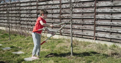 Kid with large pruning loppers cuts off a branch off a small tree in the garden Stock Footage 333933388