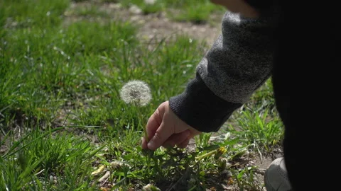 The kid learns nature. Stock Footage 146329410