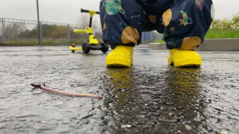 Kid looking at an earthworm crawling along an asphalt path on a rainy day Stock Footage 230698719