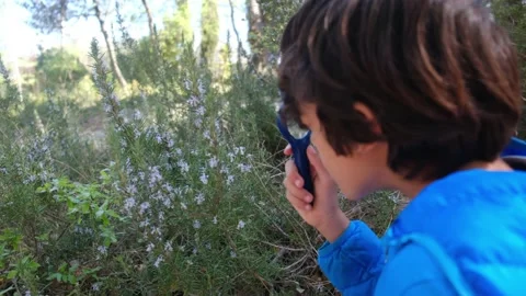 Kid naturalist seated down explores the life of plants and insects Stock Footage 238368658