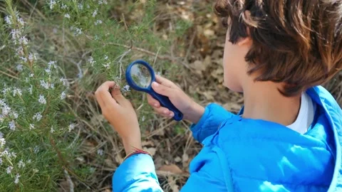 Kid naturalist seated down explores the life of plants and insects Stock Footage 238369399