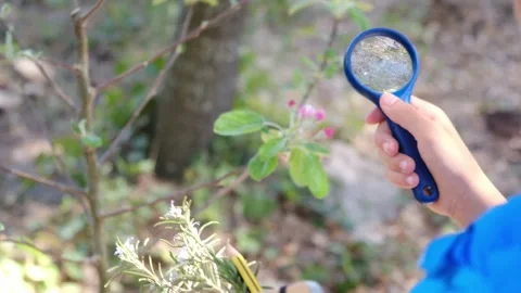 Kid naturalist seated down explores the life of plants and insects Stock Footage 238369415