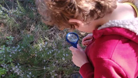 Kid naturalist seated down explores the life of plants and insects Stock Footage 238369495