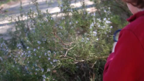 Kid naturalist seated down explores the life of plants and insects Stock Footage 238369568