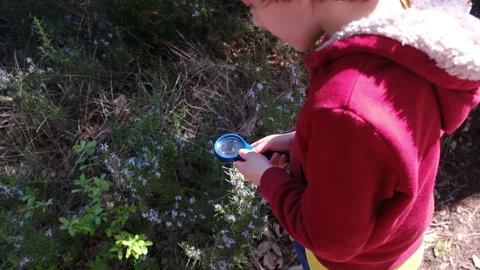 Kid naturalist seated down explores the life of plants and insects Stock Footage 238369645