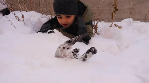 Kid Observing Dead Pigeon Buried in Snow Winter Nature Scene Cold Video stock 332117161