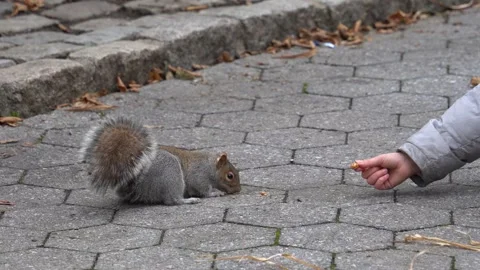 Kid offering nut to a squirrel with her hands Video stock 265527378