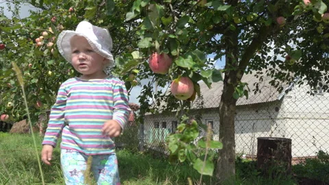 Kid picking an apple Stock Footage 306437810