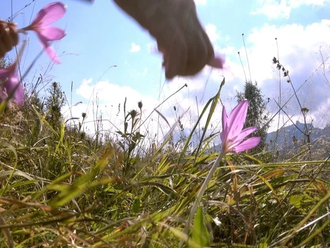Kid picking up flowers Stock Footage 80735262