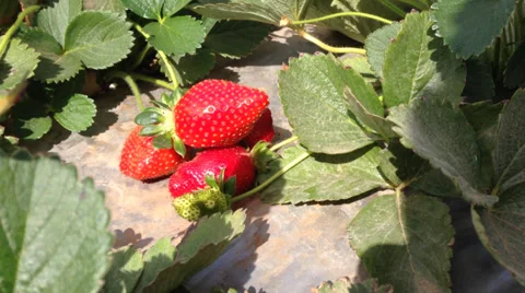 Kid picking a strawberry Stock Footage 35715758