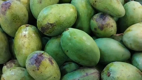 Kid Picks Green Mango Stock Footage 317247714