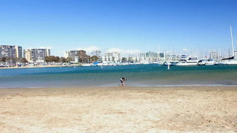 A kid playing at the beach with the sand Stock Footage 237044908