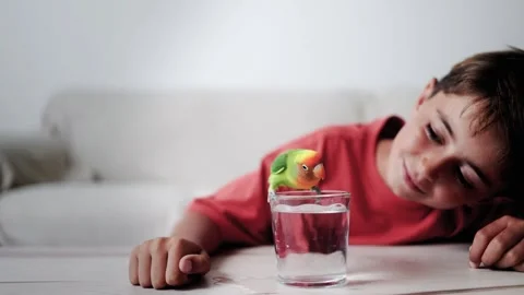 Kid playing with bird taking bath. Domestic animals Stock Footage 265901567