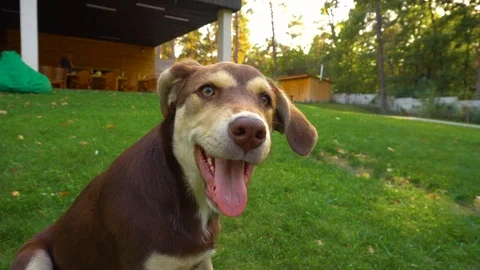 Kid playing with a dog Stock Footage 101131503