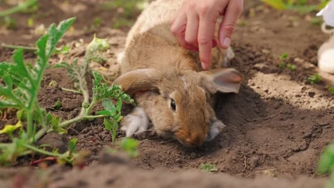 Kid is playing with his friend rabbit. C... | Stock Video | Pond5