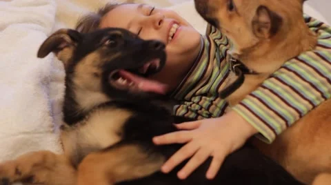Kid playing with two puppies Stock Footage 47396316