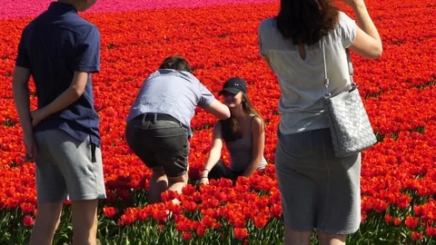 Kid posed for picture between tulips Video stock 88987677