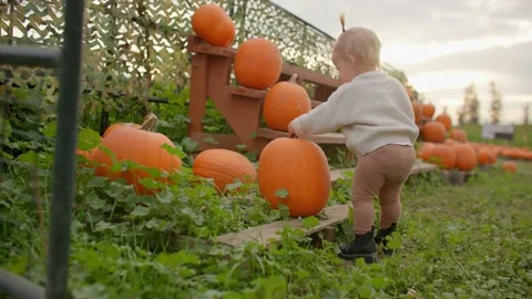 Kid at pumpkin patch looking at pumpkins, sunset 库存影片 219405175