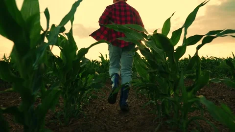 Kid running slow motion in rubber boots through green field of sprouts in sun Stock Footage 313011148