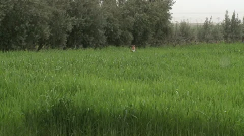Kid Runs Inside the Grass Stock Footage 46095407