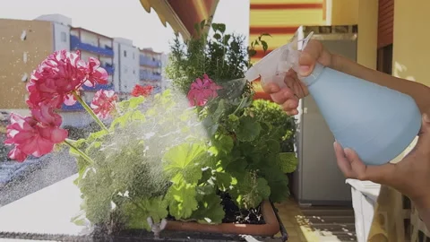 Kid spraying geraniums flowers on the balcony at hot summer day Stock Footage 217699529