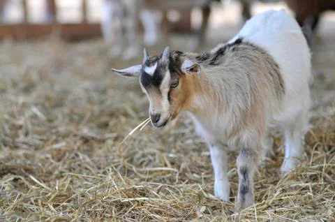 Kid on straw Stock Photos