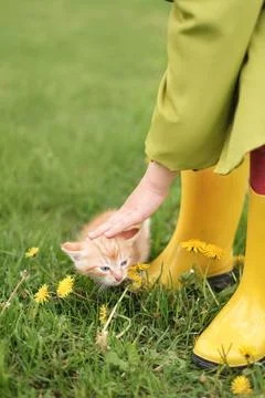 Kid is stroking small timid red homeless kitten. Girl sheltered a stray cat Stock Photos