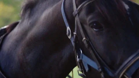 Kid touch the muzzle of the horse Stock Footage 76737294