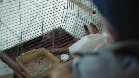 Kid Touching Rusty Rat Cage Inside Abandoned Room Vidéo 347077189