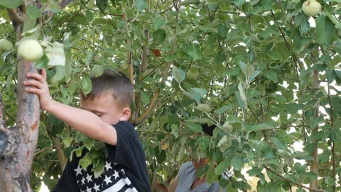 Kid in a tree picking apples. Stock Footage 93604839