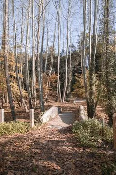 Kid walking in a forest Foto stock