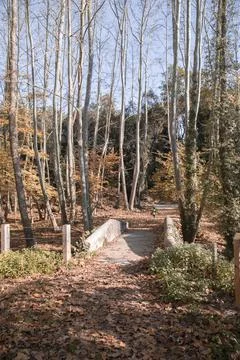 Kid walking in a forest Stock Photos