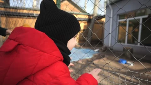 A kid wearing a red jacket walks through the zoo and looks at the animals throug Stock Footage 270679616