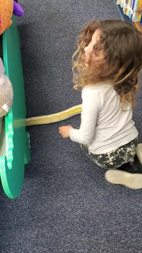 Kiddo Finds Friendly Python in Public California Library, San Diego, California, Vidéo 243023636