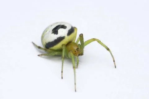 Kideney guarden spider, Araneus mitificus, Satara, Maharashtra, India Kide... Stock Photos